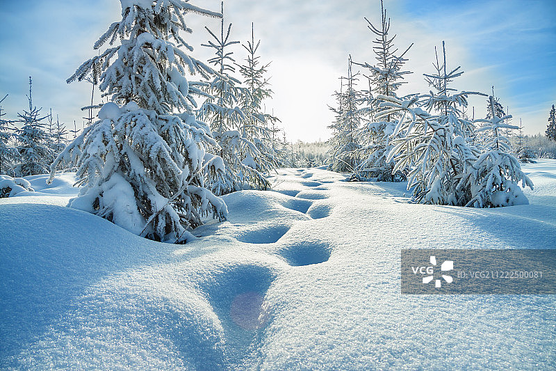 有森林和蓝天的冬季景观图片素材