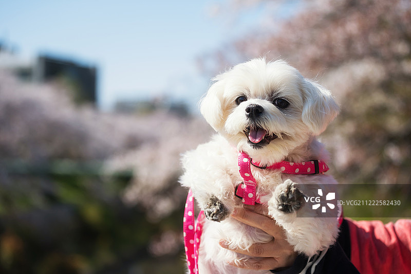可爱的小狗和樱花图片素材