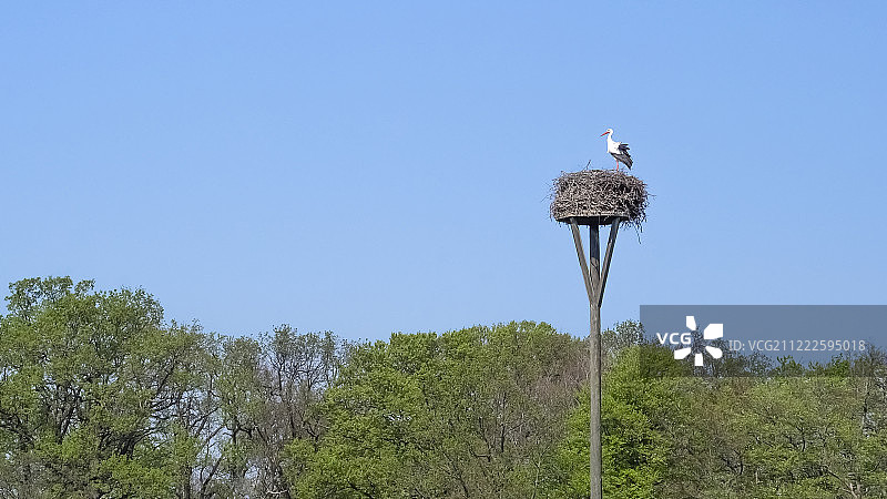 白鹳高高地站在树上筑巢的柱子上图片素材