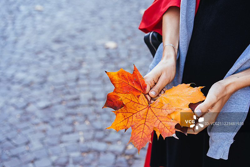 女孩的手握着秋天枫树叶子的特写图片素材