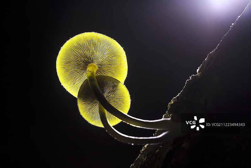 背光下枯枝上生长的小真菌图片素材