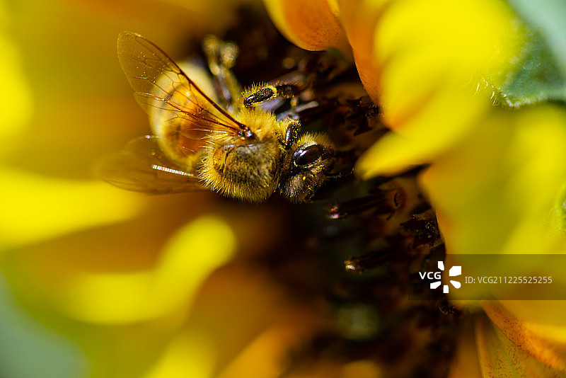 在向日葵上寻找花粉的蜜蜂图片素材