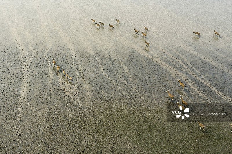 江苏湿地的麋鹿图片素材