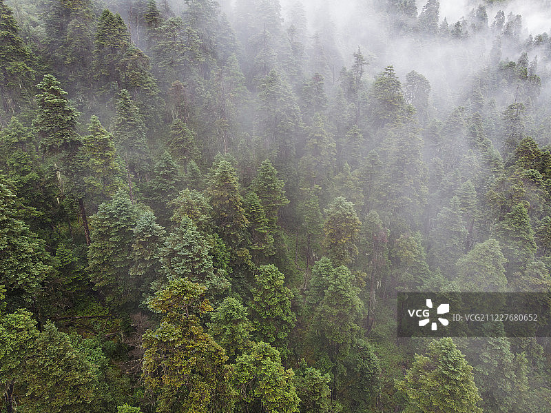 航拍云雾中的西藏高海拔原始森林（暗针叶林、云杉林）图片素材