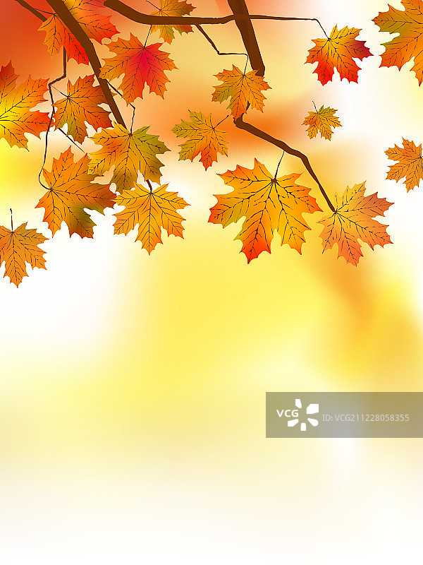 秋日的枫叶和阳光图片素材