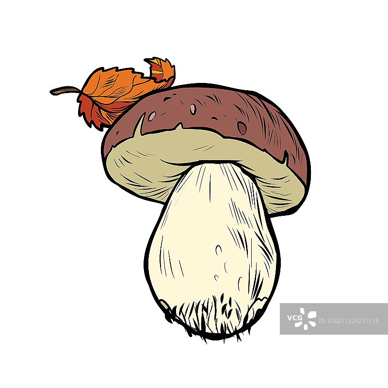 白蘑菇牛肝菌属图片素材