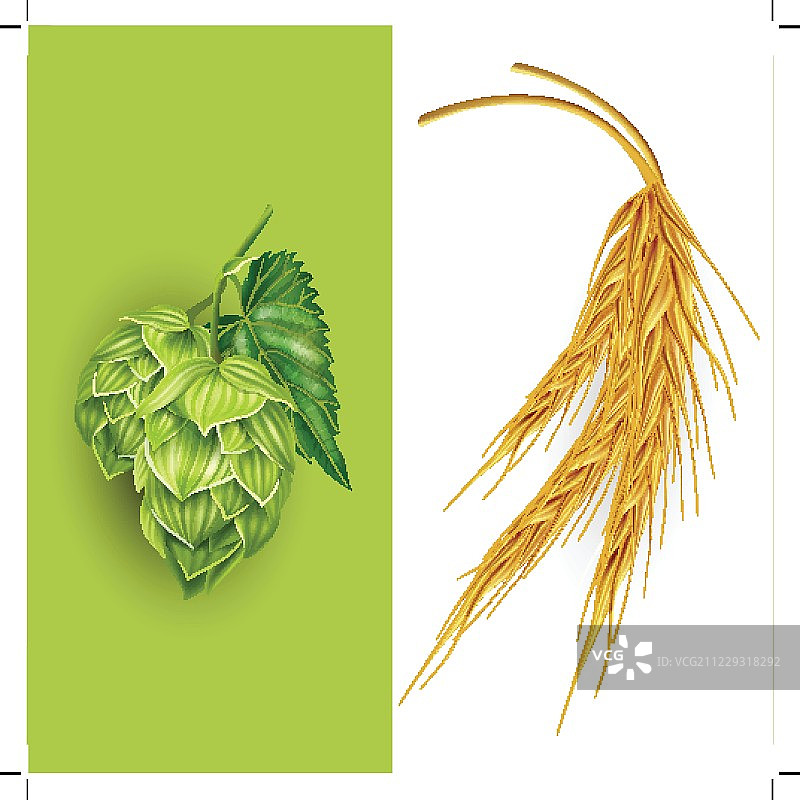 啤酒花和麦芽。矢量图图片素材