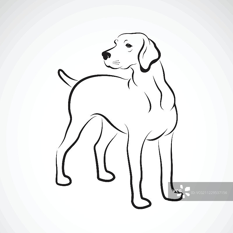 白色背景上的拉布拉多犬矢量。、宠物。动物。容易图片素材