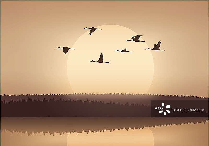 鹤在夕阳中飞翔图片素材