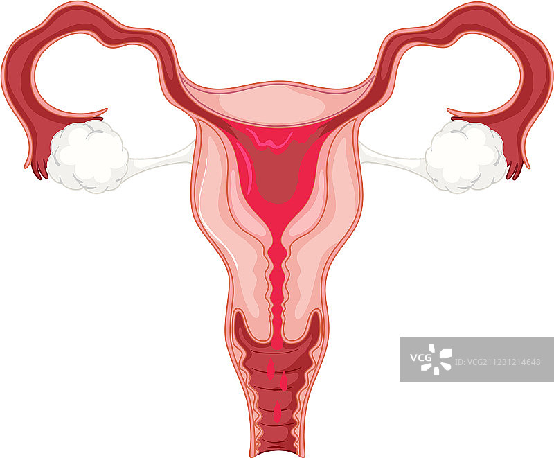女性月经周期图片素材