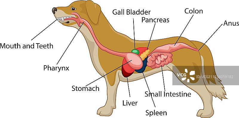 狗狗身体的器官分布图图片