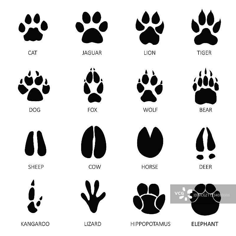 各种动物的爪子印图片图片