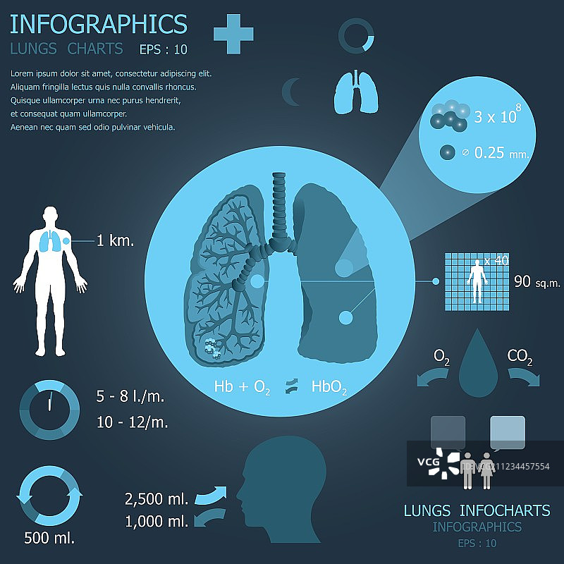 肺信息图图片素材