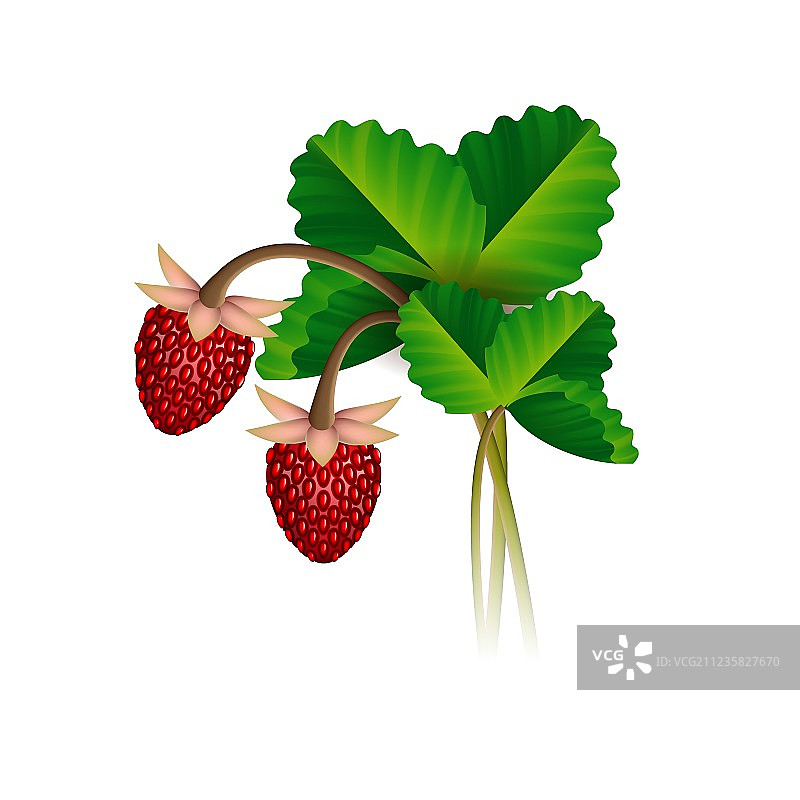 野草莓的果实和叶子图片素材