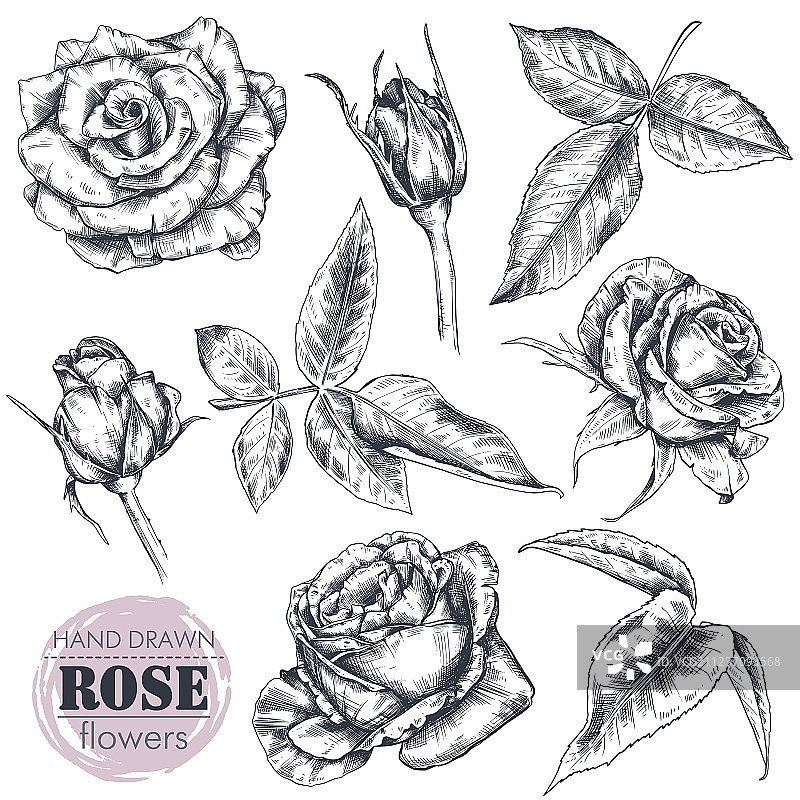 集手绘玫瑰花叶孤立图片素材