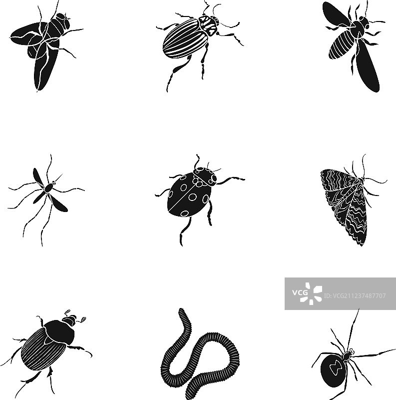 甲虫，黄蜂，蜜蜂，蚂蚁，苍蝇，蜘蛛，蚊子和图片素材