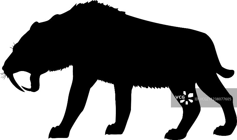 剑齿虎轮廓灭绝的哺乳动物图片素材