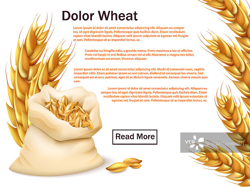 真实的小麦粒和穗孤立在白色图片素材