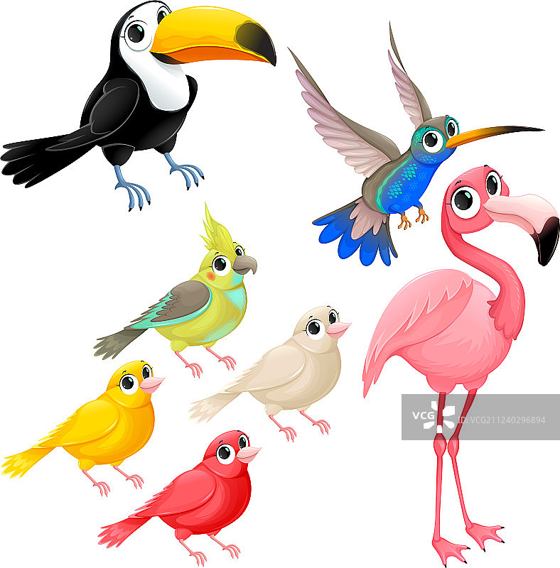 一群有趣的热带鸟类图片素材