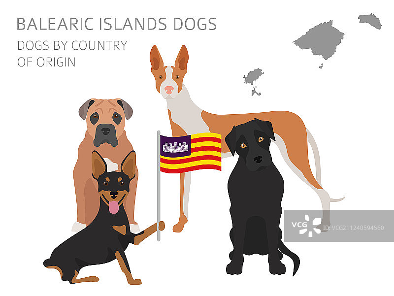 狗的原产国西班牙巴利阿里群岛图片素材