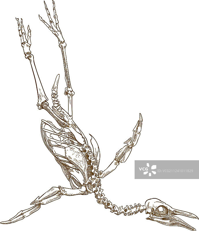 企鹅骨架雕刻图片素材