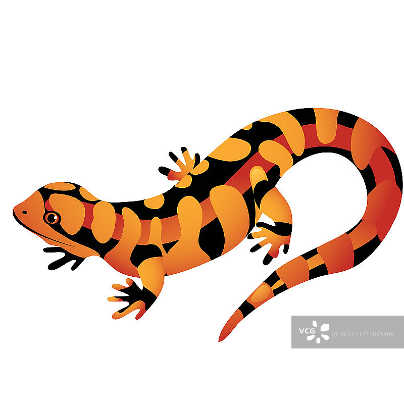 橙色斑点蝾螈孤立在白色图片素材