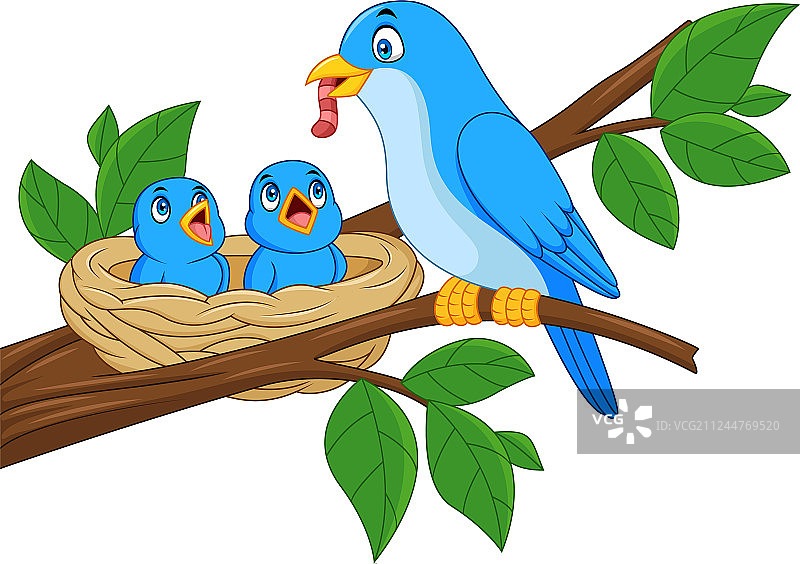 蓝色的鸟妈妈在鸟巢中喂养婴儿图片素材