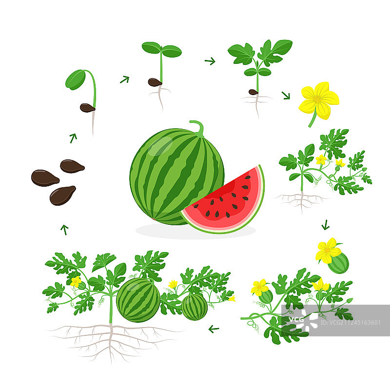 西瓜植物生长阶段由种子幼苗图片素材