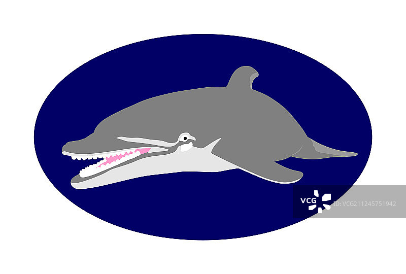 微笑的海豚孤立在蓝色的背景图片素材