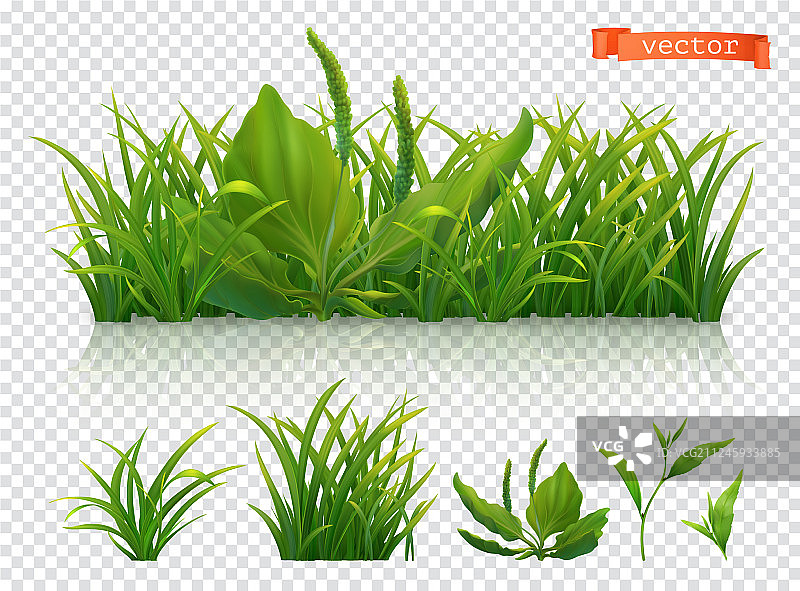 春天绿草3d逼真的图标集图片素材
