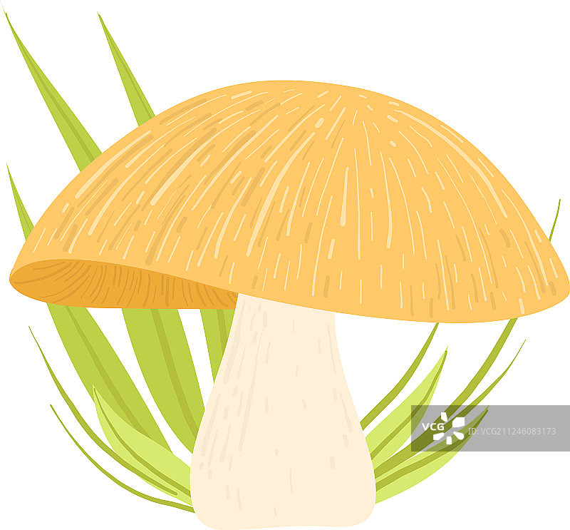 森林食用蘑菇野生有机产品图片素材