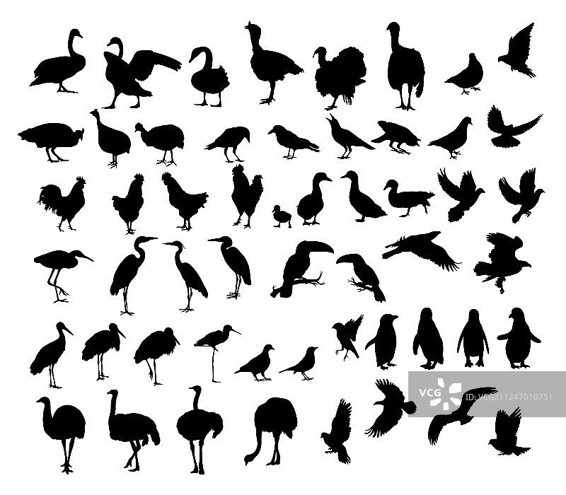 鸟类动物剪影图片素材