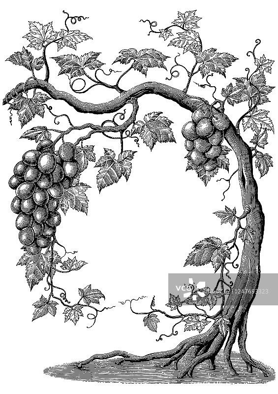 葡萄树手绘古董版画上图片素材