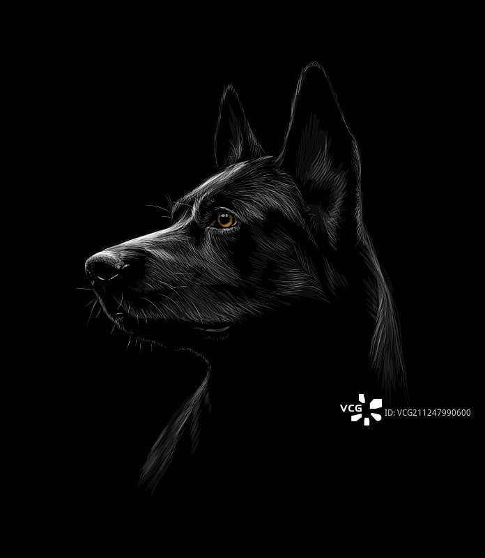黑色牧羊犬的肖像图片素材