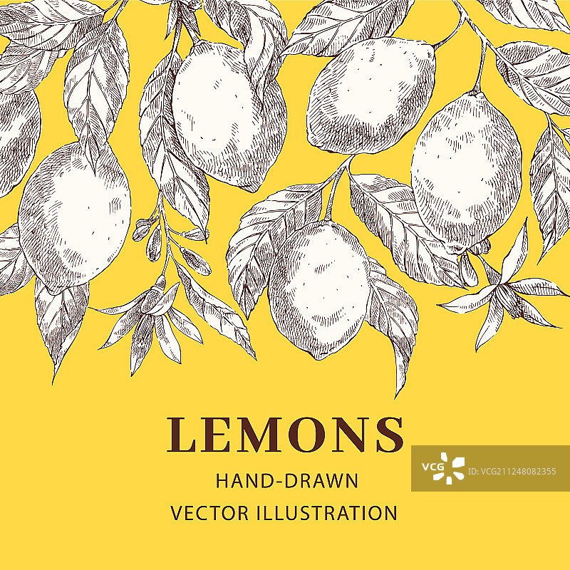 柠檬手绘草图海报模板图片素材