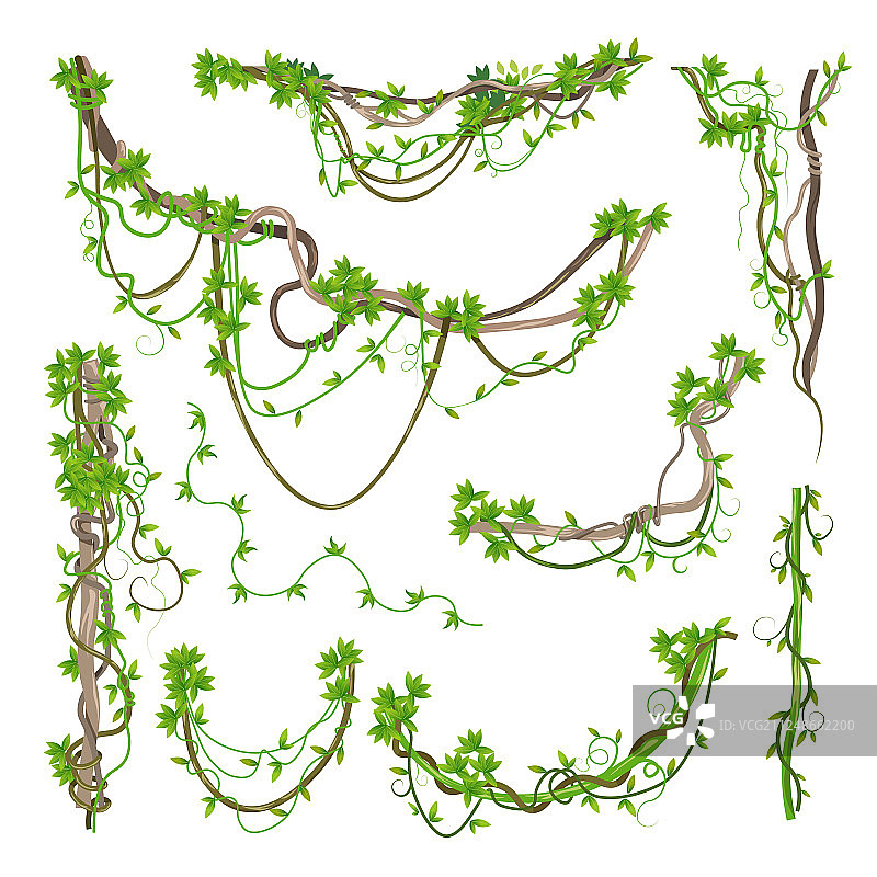 藤本植物或丛林植物的绿色曲枝图片素材