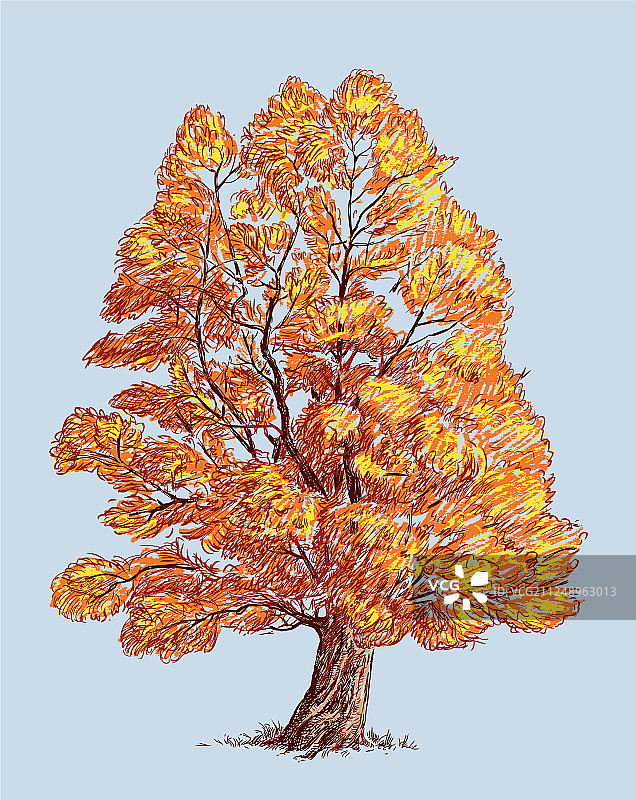 秋天的落叶树图片素材