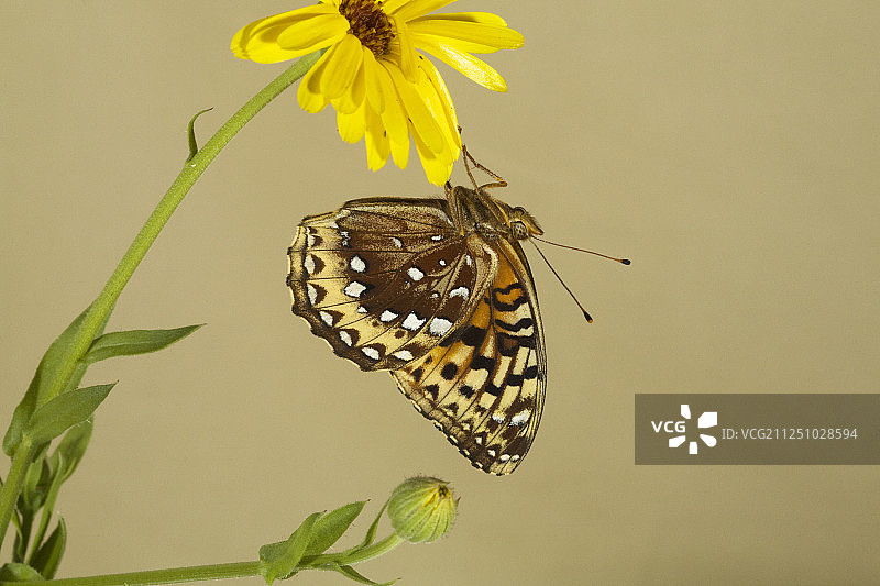 大斑贝母蝴蝶在野花上图片素材
