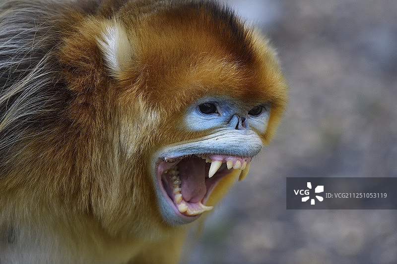 金丝猴，罗氏鼻猿，佛坪自然保护区，陕西，中国图片素材