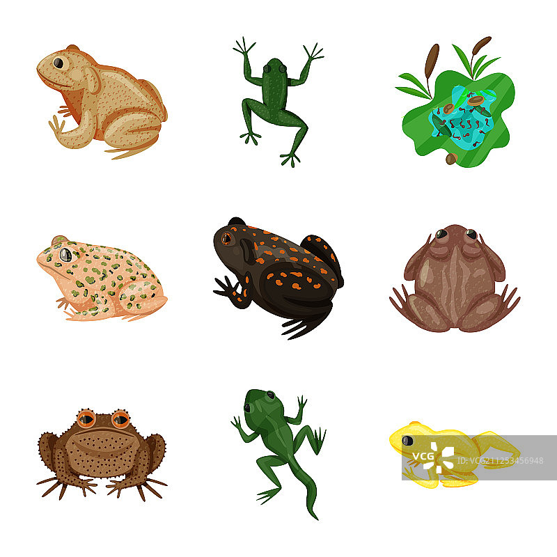 青蛙和anuran图标图片素材