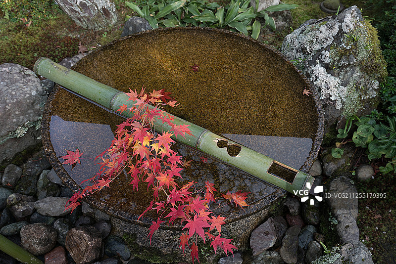 日本京都著名寺庙圆光寺秋季园林景观，水琴窟的竹子和枫叶图片素材
