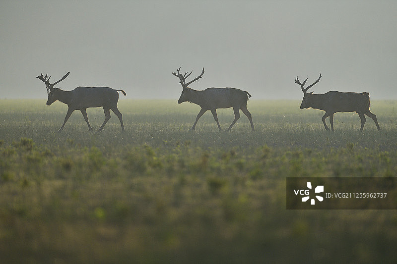 Père麋鹿，湖北天河州麋鹿国家级自然保护区，石首，湖北，中国图片素材