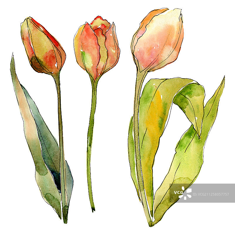 郁金香是一种花卉植物。水彩背景插图集。孤立的郁金香插图元素。图片素材