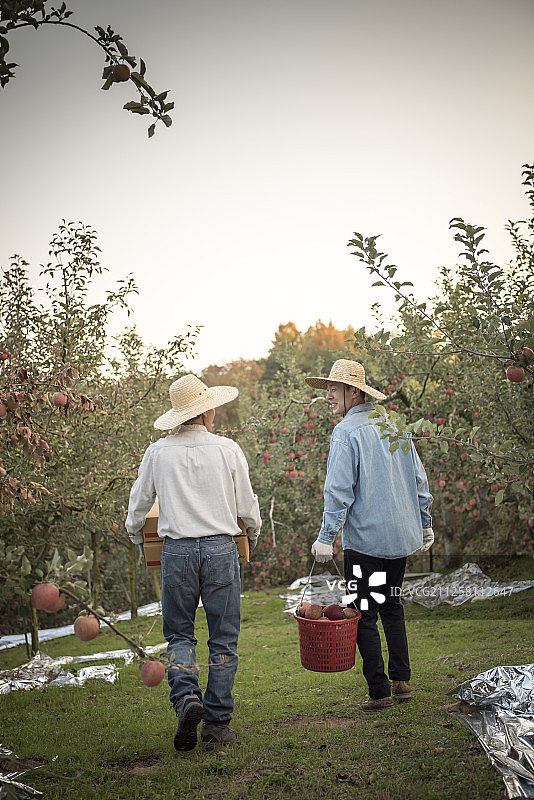 儿子和父亲在果园里拿着苹果盒子和盒子的照片图片素材