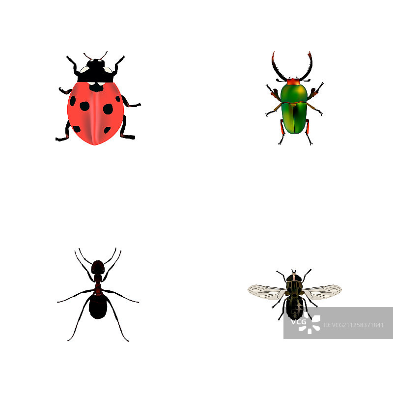 一组昆虫的现实符号与苍蝇pismire图片素材