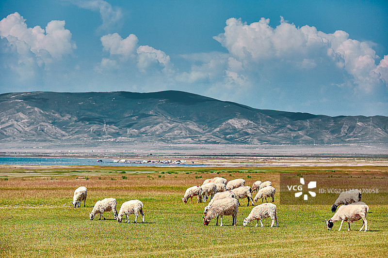 蓝天白云下青海湖边草坪上吃草的羊群图片素材