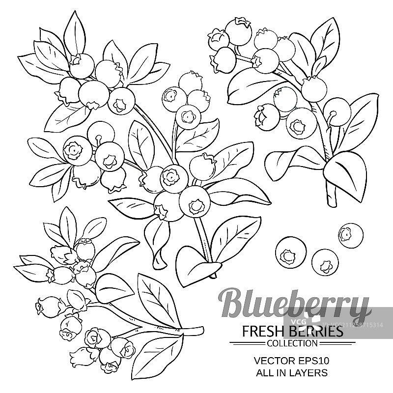 蓝莓植物设置在白色的背景图片素材