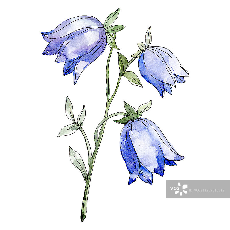 蓝色风铃花，植物的花。水彩背景插图集。孤立花插图元素。图片素材