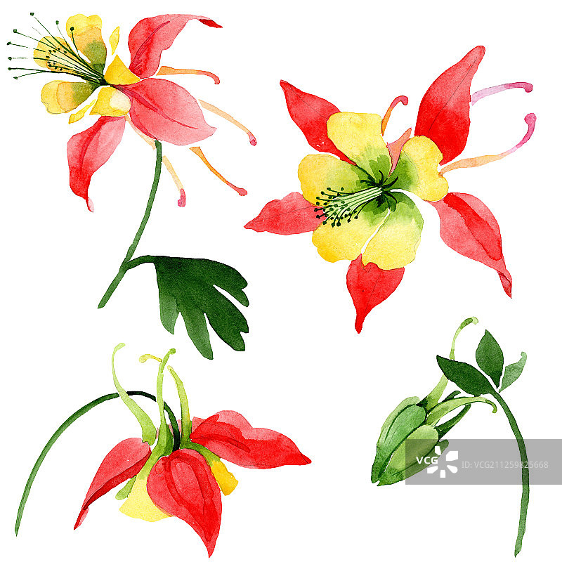 红色菊科植物花。水彩背景插图集。孤立的aquilegia插图元素。图片素材