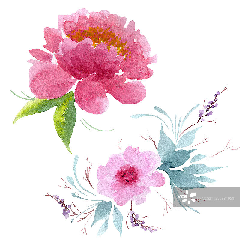牡丹是一种花卉植物。水彩背景插图集。孤立牡丹插图元素。图片素材